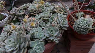 Comparemos flores Graptoveria titubans y Graptoveria lovely rose [upl. by Avihs760]