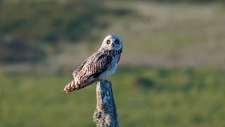 Shorteared owl Asio flammeus on post [upl. by Pirali]