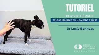 Physiothérapie pour TPLO [upl. by Ener]