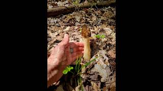 Morchella semilibera  Halffree morel mushroom mushrooms fungi [upl. by Rochella]