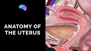 Anatomy of the Uterus  Ovaries  3D Anatomy Tutorial  UKMLA  CPSA [upl. by Nosreme]