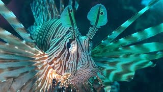 Underwater Test Footage Sony FDRAX100 4 K UHD [upl. by Roberto]