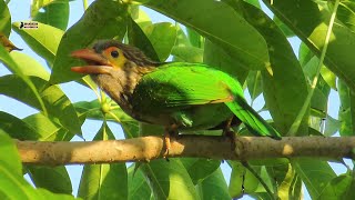 Large Green Barbet Mating call  Original bird sound [upl. by Alice]