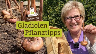 Gladiolen Zwiebeln pflanzen  PflanzTipps für eine farbenfrohe Blütenpracht [upl. by Pathe43]