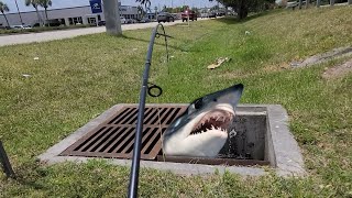 SEWER FISHING in FLORIDA [upl. by Solracesoj436]