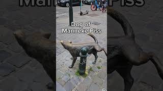 Dog of Manneken Pis in Brussels 🇧🇪 [upl. by Moncear]