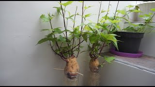 How To Grow Sweet Potatoes in Containers  Grow Sweet Potato Slips in Water  Gardening tips [upl. by Ahsinav]