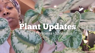 Troubleshooting Common Plant Problems Calathea Dracaena and Scindapsus  Grow Light Updates [upl. by Sabino]