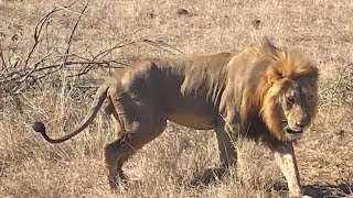 Osindile YBM Male Lion with 3 Lionesses  Kruger  12 July 2024 [upl. by Jeavons810]