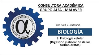 9 Fisiología celular Digestión y absorción de los carbohidratos [upl. by Adnima]