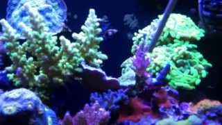 CORAL HAVEN BETTENDORF IOWA Saltwater reef tank store review SPS LPS zoa frags [upl. by Neva]