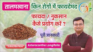 तालमखाना के विषय में पूरी जानकारी  तालमखाना क्षार  Asteracantha longifolia in hindi 106 [upl. by Nelia]