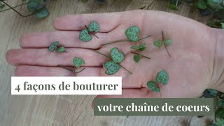 Bouturer votre chaîne de cœurs ou ceropegia woodii  4 méthodes [upl. by Legna]