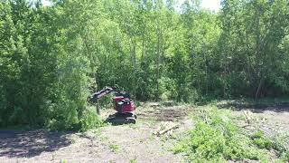 Central Tree uses Feller Buncher to clear land [upl. by Anjela]