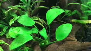 Corydoras parallelus in their new aquarium [upl. by Nosned]