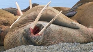 Laziest Walrus Colony Ever HD [upl. by Holmen]