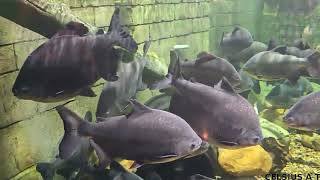 black pacu fish  malayalam [upl. by Liva]