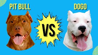 Crazy pitbull vs dogo Argentino part 2  who will win [upl. by Aderb169]