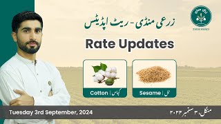 Daily Grain Market Updates Cotton amp Sesame  تل اور کپاس Tuesday 3rd Sep 2024 [upl. by Atalee]