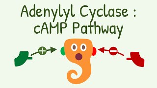 Adenylyl Cyclase  cAMP Pathway  Gs and Gi Protein Pathway [upl. by Melinda]