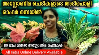 ഇല ചെടികൾ നിറഞ്ഞ ഹോം നഴ്സറി  Leaf Plants For Sale  CaringampBlooming Tips For Leaf Plants [upl. by Eecrad]