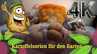 Kartoffelsorten für den Garten  Sarpo Mira Linda und Purple Rain Eine Empfehlung meinerseits [upl. by Ellac]