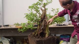 Bush to Bonsai  Privet [upl. by Corie]