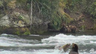 128 Grazer Bulldozes 32 Chunk  8916 Brooks Falls Katmai NPP AK [upl. by Nemad703]