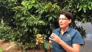 Longan Kohala Grafted Fruit Tree  Shows Fruit and Tree with Plant Growing Guide [upl. by Particia]