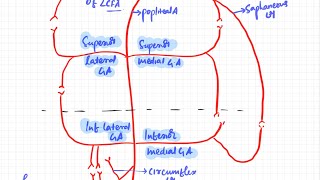 Genicular anastomosis  knee  lower limb  GANGLION [upl. by Sankaran]