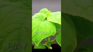 Growing cucumbers plant at home  Simple Methods Grow cucumbers plant in organic fertiliser [upl. by Salokcin429]