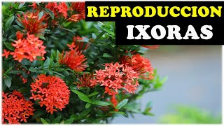 Como Reproducir Ixoras Enanas Coralito Cruz de malta o ixora Coccinea [upl. by Radack]