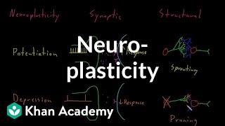 Neuroplasticity  Nervous system physiology  NCLEXRN  Khan Academy [upl. by Nedloh561]