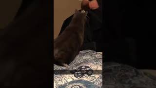 dad no pets in my house cat catshorts funny catvideos [upl. by Viscardi]