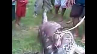 Un serpent avale UNE VACHE  incroyable [upl. by Atyekram]