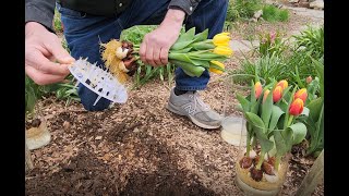 HYDROPONIC tulip bulbs how to keep alive after bloom aftercare TulipsDaffodils grown in water [upl. by Ttirrej]