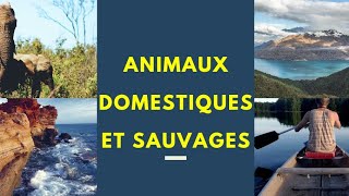 Les animaux domestiques et sauvages en français [upl. by Llecram]