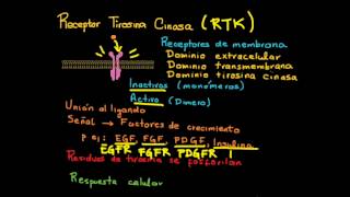 Receptor y señalización Tirosina Cinasa [upl. by Oriane544]