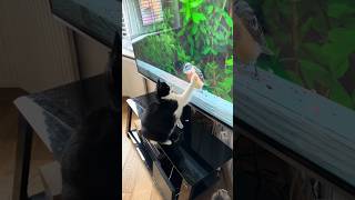 Cat Reacts To Bird On TV 2 [upl. by Iccir]