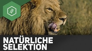 Natürliche Selektion – Evolution [upl. by Aiuqat]