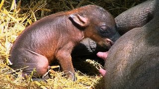 Watch Worlds Rarest Piglet Takes First Steps Right After Being Born [upl. by Nongim]