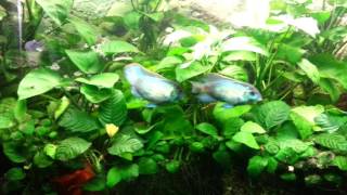 Electric Blue Acaras Adults and Young [upl. by Pantia]