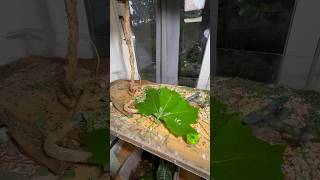 Leaf Cutter Ants VS Gigantic Leaf [upl. by Ballman]