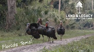 Florida Osceola Turkey Hunt  4 Toms in Range [upl. by Ardyaf]