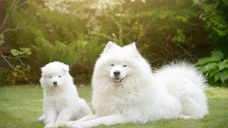 How to Manage a Samoyeds Barking Tendency [upl. by Nerhtak]