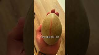 Man hatched a swan egg [upl. by Lathan]