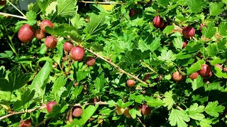 5 Reasons to Grow Gooseberries [upl. by Legra]