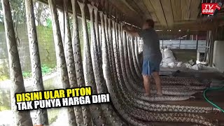 Ribuan Ular Piton Besar Tak Berkutik Ditempat Ini  Berhasil Kaya Raya Dari Bisnis Ular Piton [upl. by Hegyera]