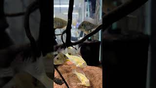 Geophagus fish profile fishkeeping aquarium fishtank fish aquascape freshwater geophagus [upl. by Trumaine]