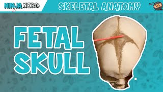 Fetal Skull Fontanelles Anatomy [upl. by Haddad863]